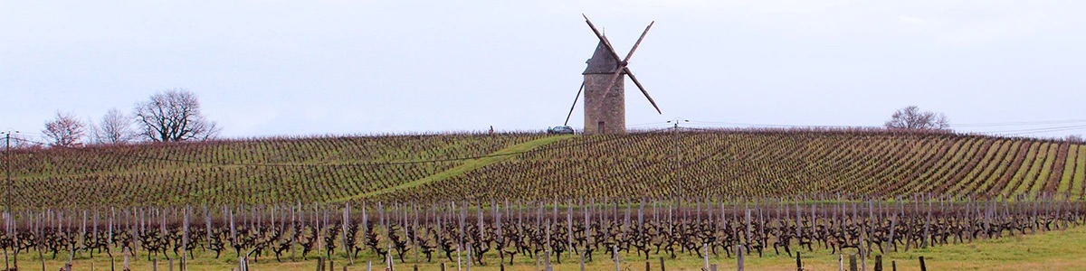Bordeaux vinice v zimě